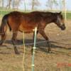 Yearling May 2007